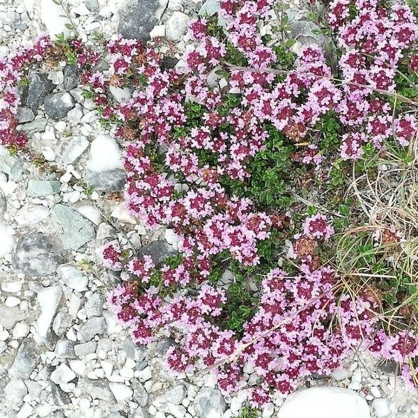 Thymus praecox Цвят