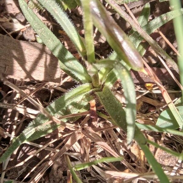 Dianthus armeria Leht