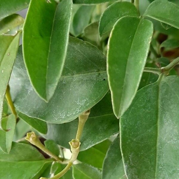 Jasminum grandiflorum 葉