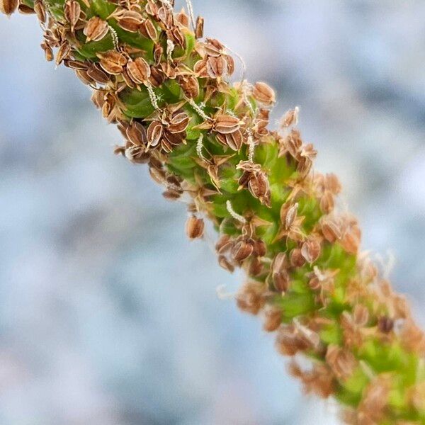 Plantago major Vrucht