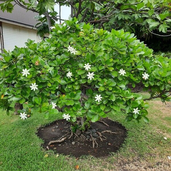 Gardenia taitensis Alkat (teljes növény)