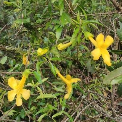Dolichandra unguis-cati Λουλούδι
