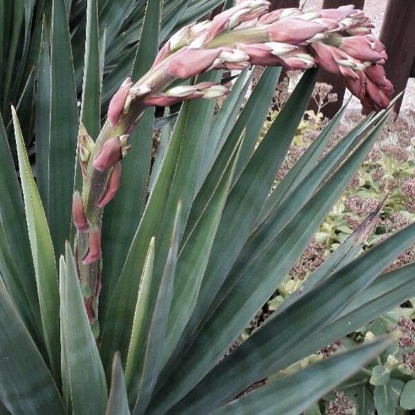 Yucca gloriosa Квітка