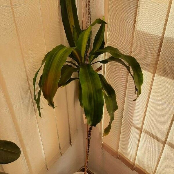 Dracaena fragrans Leaf