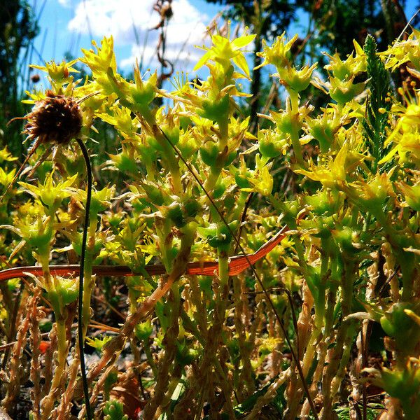 Sedum urvillei Flower