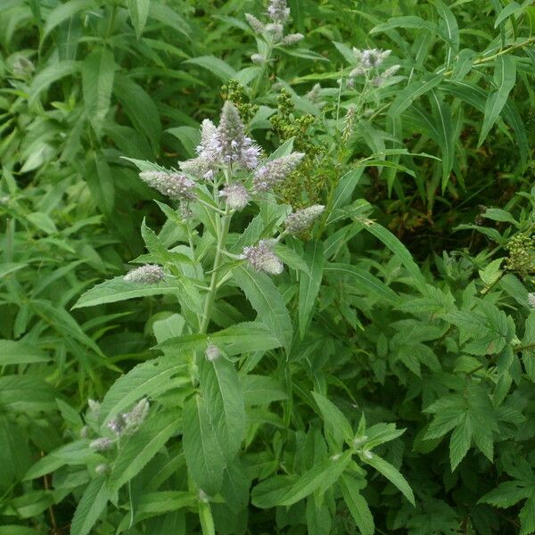 Mentha longifolia Virág