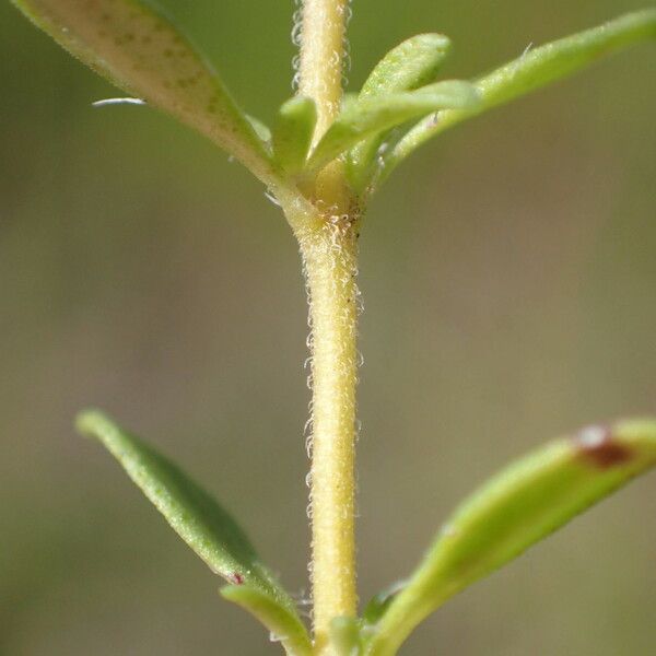 Thymus embergeri ഇല