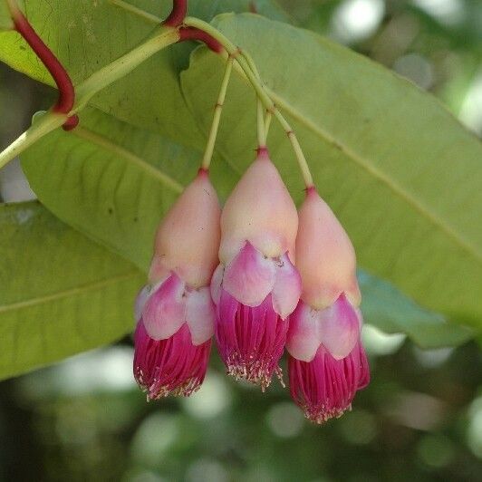 Syzygium schistaceum Flower