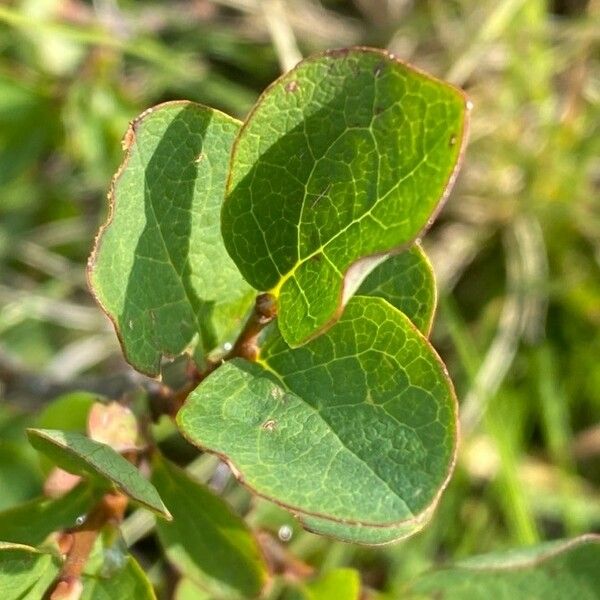 Vaccinium uliginosum Лист