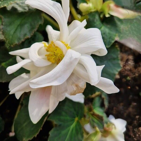 Begonia nelumbiifolia Flower