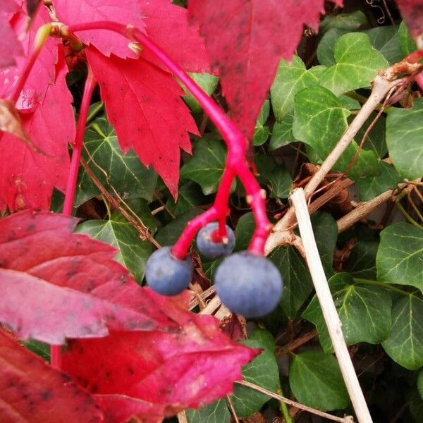 Parthenocissus quinquefolia Frugt