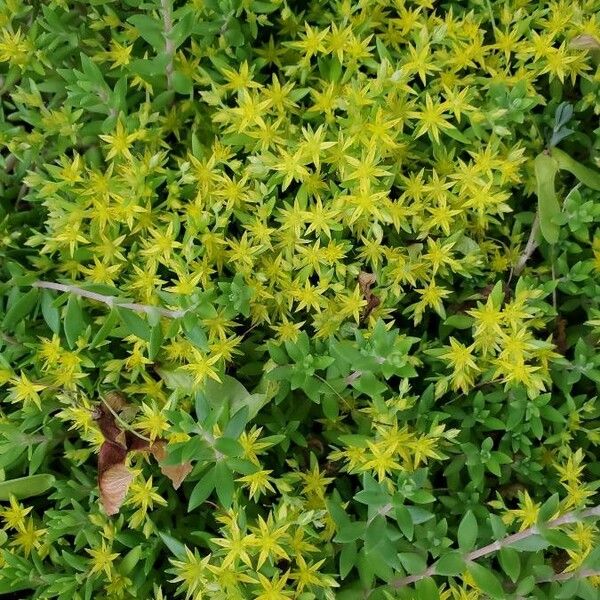 Sedum sarmentosum Flor