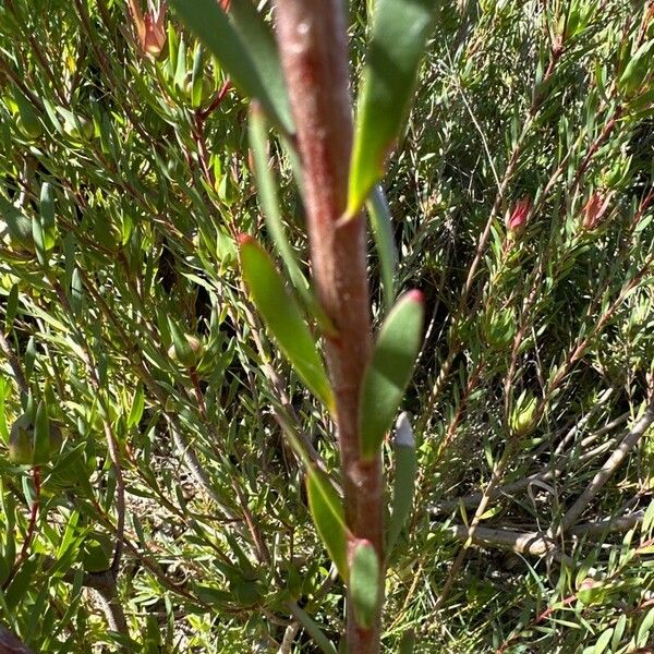 Leucadendron salignum ᱪᱷᱟᱹᱞᱤ