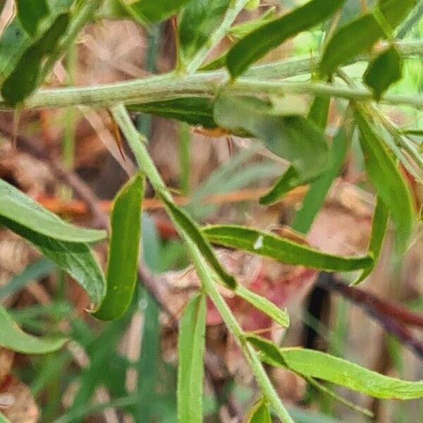 Acacia paradoxa Lehti