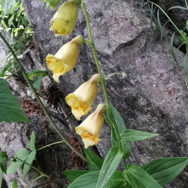 Digitalis grandiflora Çiçek