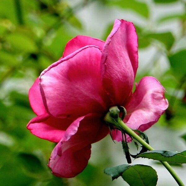 Rosa abietina Flower