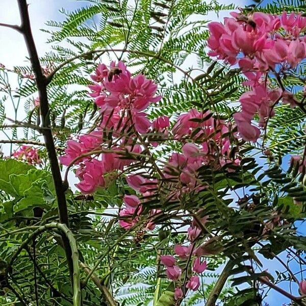 Cassia javanica 花