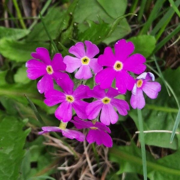 Primula farinosa Kvet