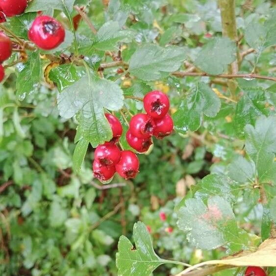 Crataegus laevigata Фрукт