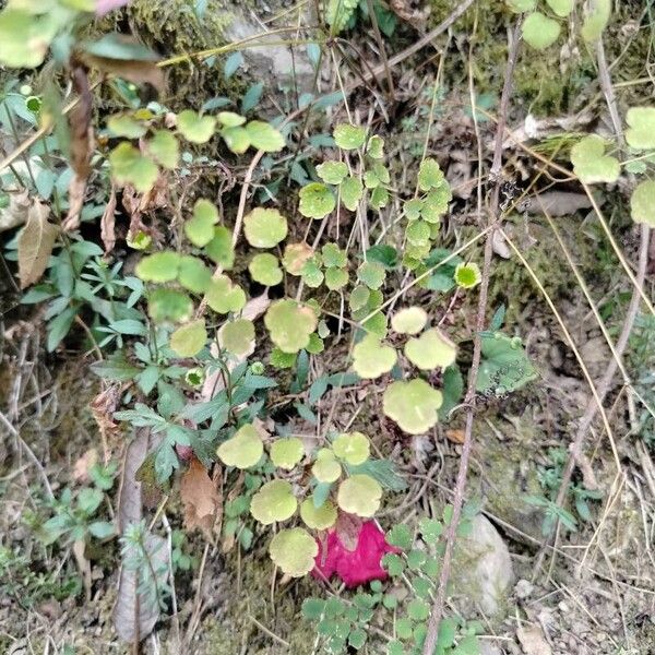 Thalictrum dioicum Leaf