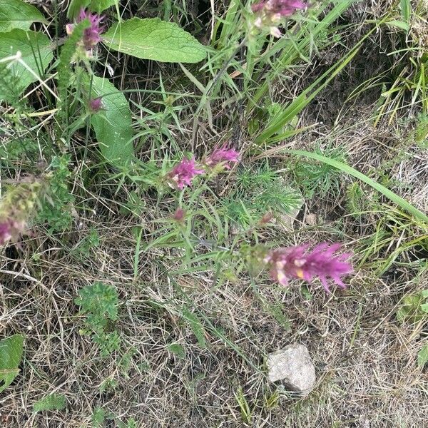 Melampyrum arvense Lapas