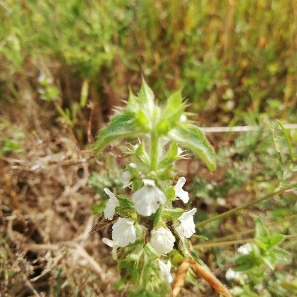 Stachys annua ফুল