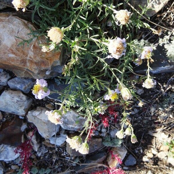 Aster altaicus Floare