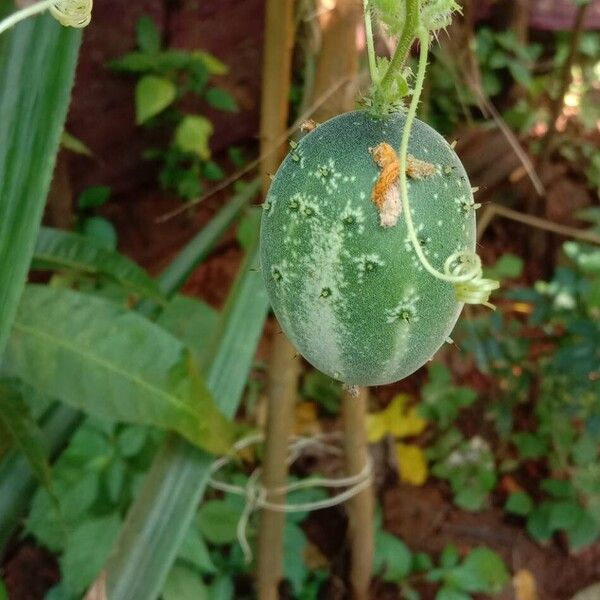 Cucumis sativus Fruit