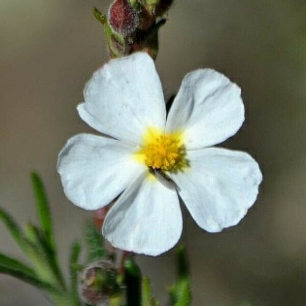 Cistus umbellatus Flor