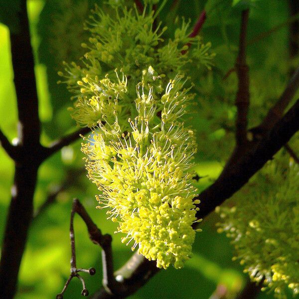 Acer pseudoplatanus Kukka