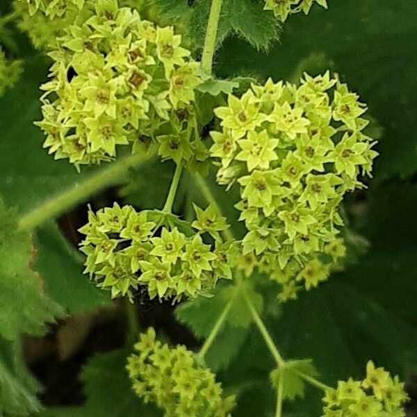 Alchemilla mollis Cvet