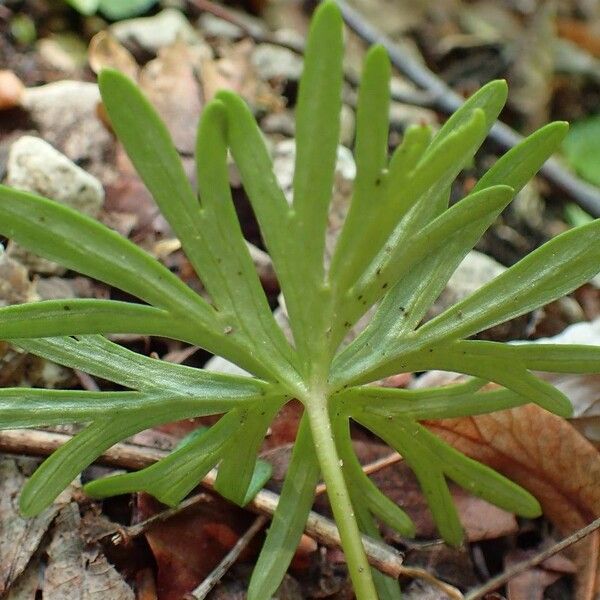 Aconitum anthora आदत