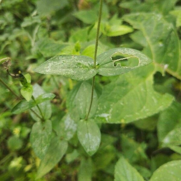 Zinnia peruviana Leaf