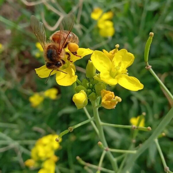 Diplotaxis tenuifolia Flower