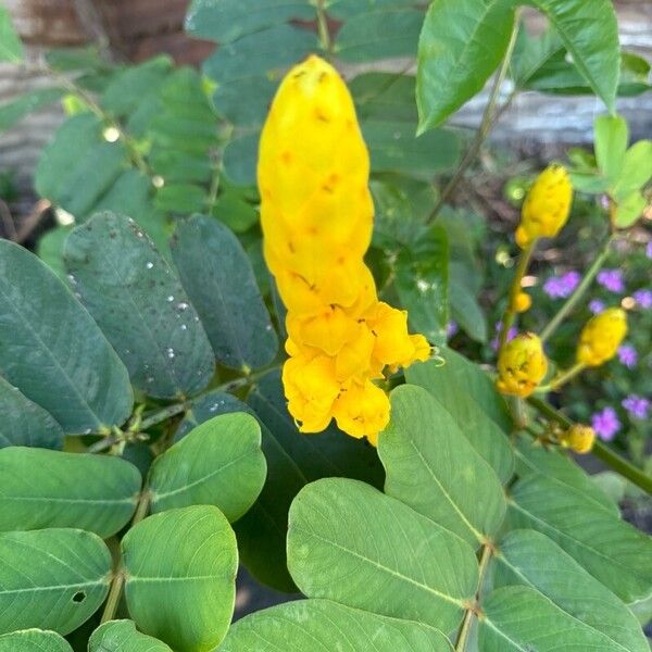 Senna alata Flower