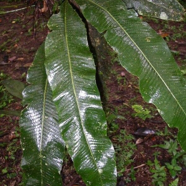 Campyloneurum brevifolium Fulla