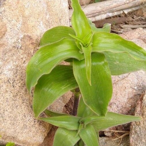 Tradescantia ambigua Blomma