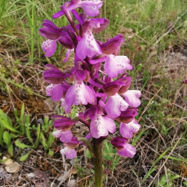 Anacamptis morio 花