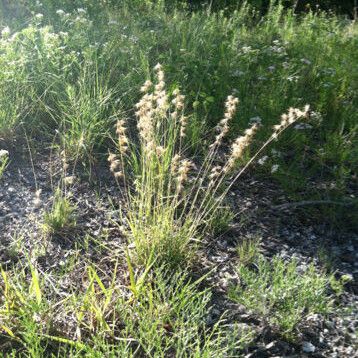 Bouteloua rigidiseta Habit