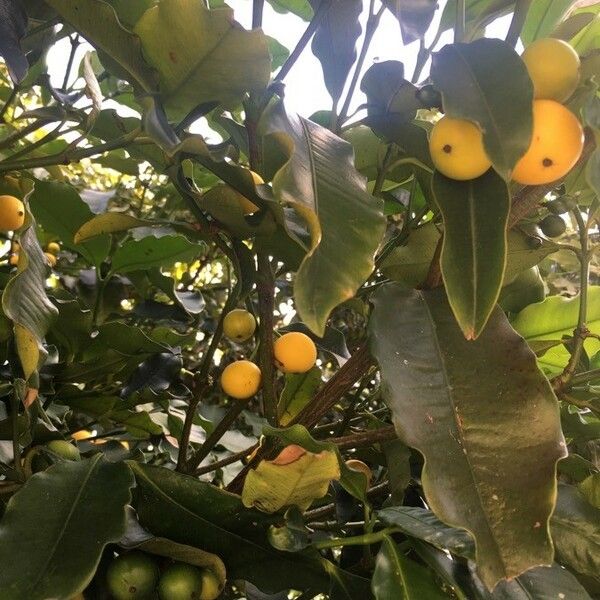 Flora e Funga do Brasil - Garcinia macrophylla Mart.