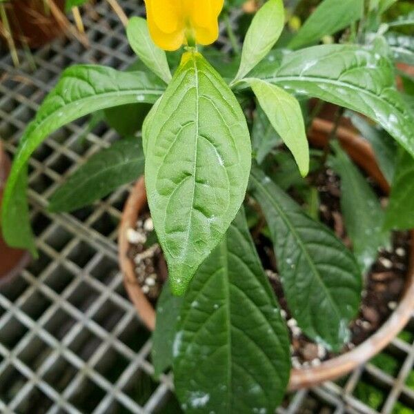 Pachystachys lutea Folha