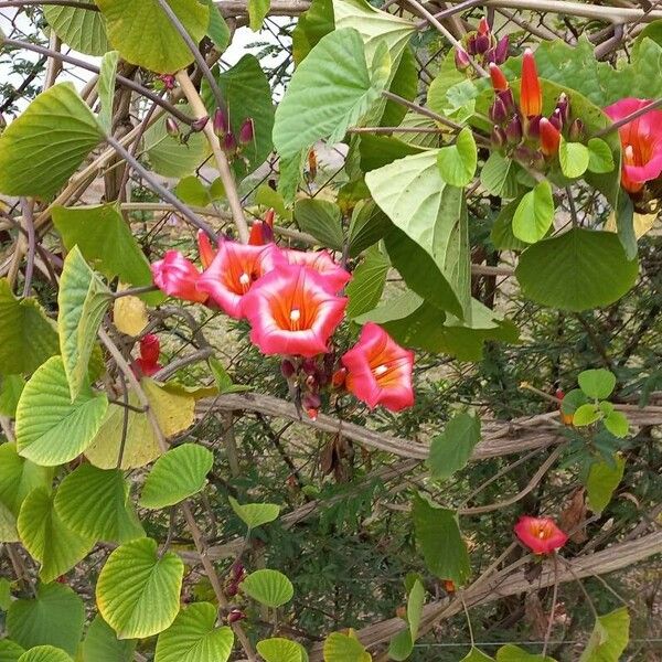 Stictocardia tiliifolia Virág