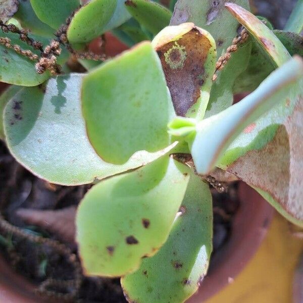 Crassula arborescens Foglia