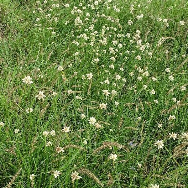 Cyperus niveus ശീലം