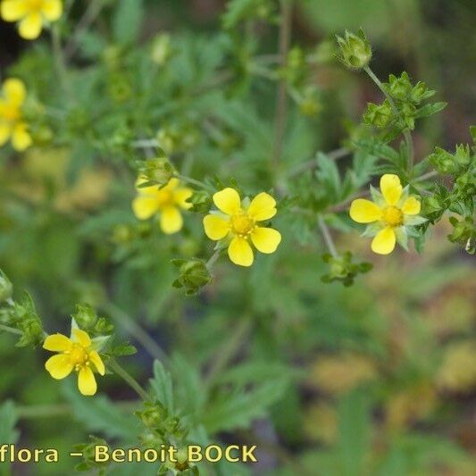 Potentilla intermedia Other