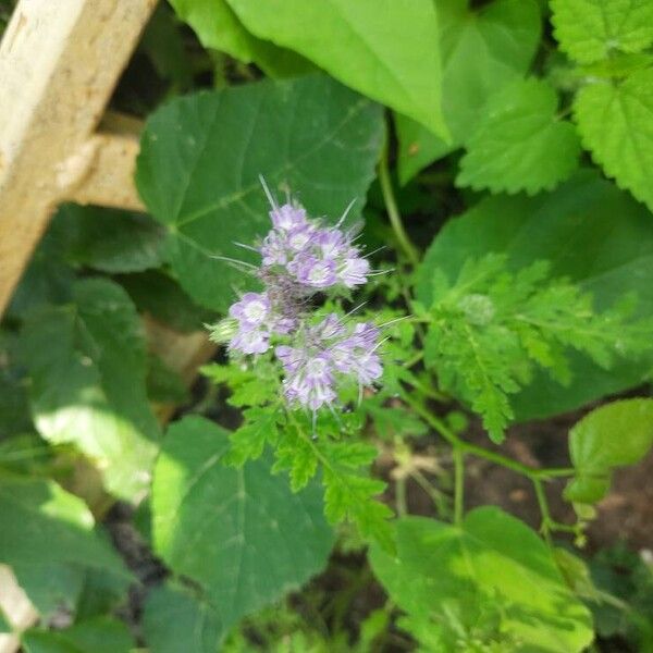 Phacelia tanacetifolia Цветок