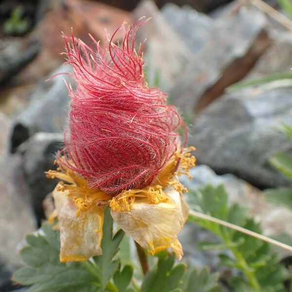 Geum reptans Flor