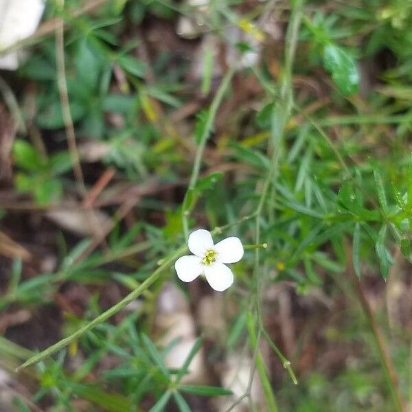 Arabidopsis arenosa Blomma