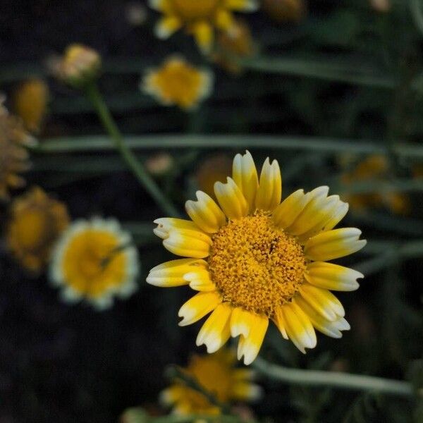 Glebionis coronaria Flower