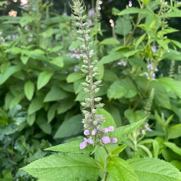 Teucrium canadense Kvet